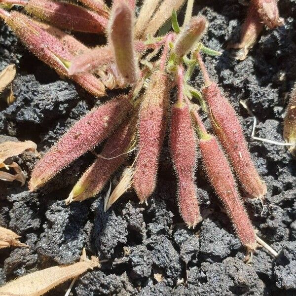 Saponaria sicula Fruit