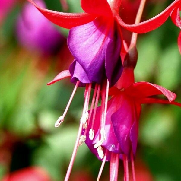 Fuchsia magellanica Blomma