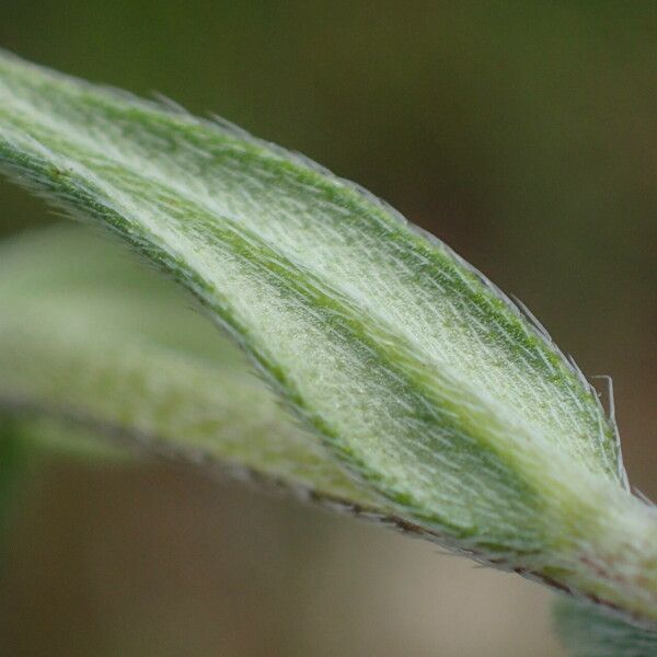 Buglossoides arvensis Leaf