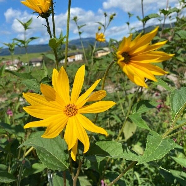 Helianthus strumosus Blüte