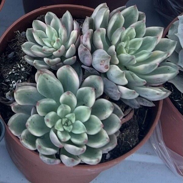 Echeveria colorata Leaf