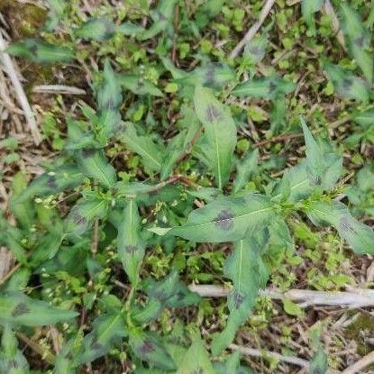 Persicaria maculosa Hàbitat