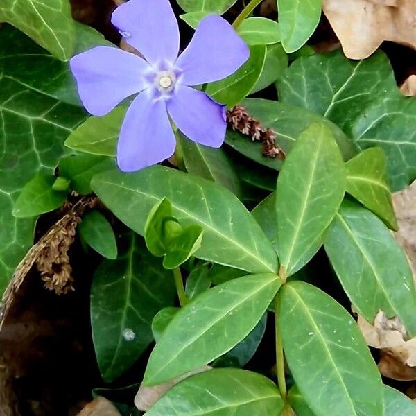 Vinca minor Flower