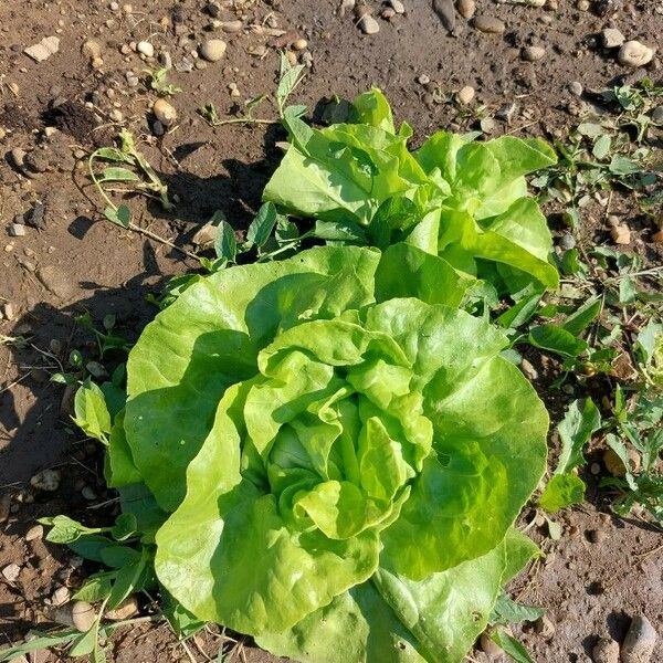 Lactuca sativa Lehti