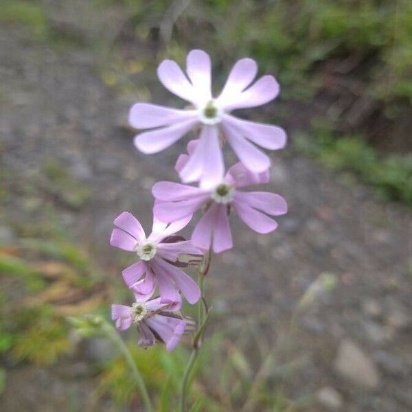 Silene secundiflora 花