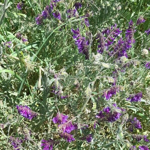 Vicia villosa 整株植物