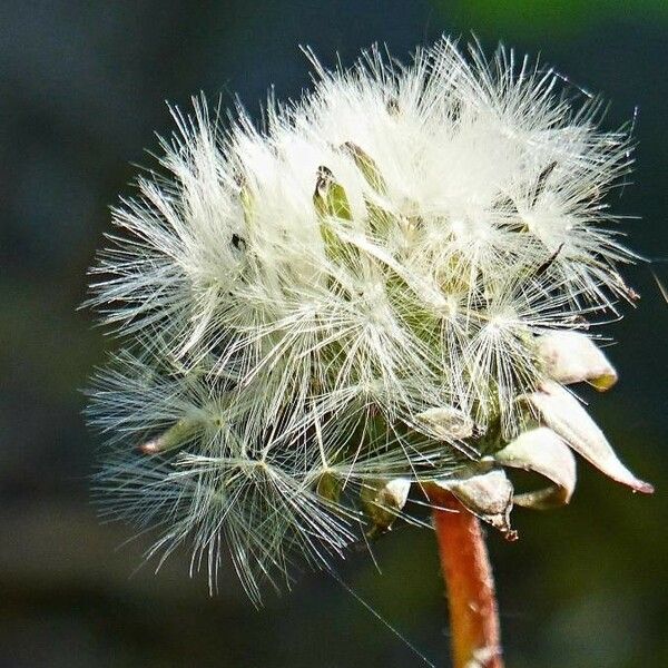 Sonchus maritimus 花