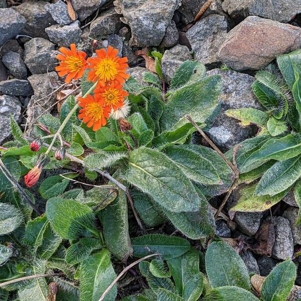 Pilosella aurantiaca Habit