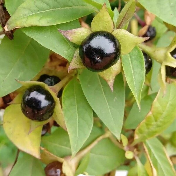 Atropa bella-donna Fruit