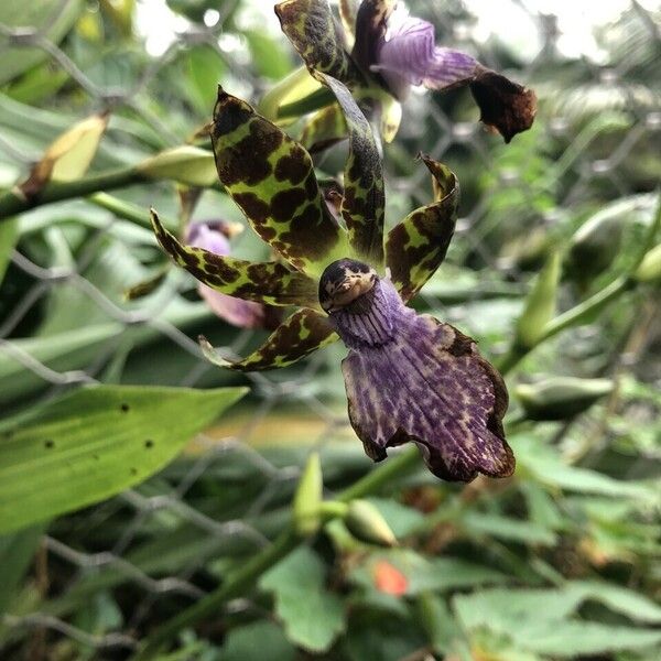 Zygopetalum maculatum List