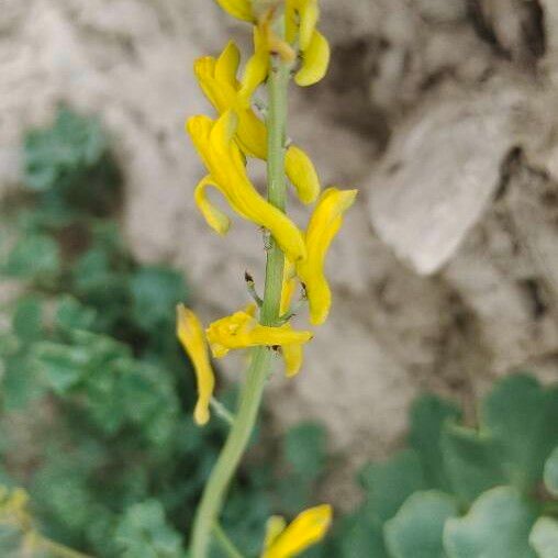 Corydalis aurea Blüte