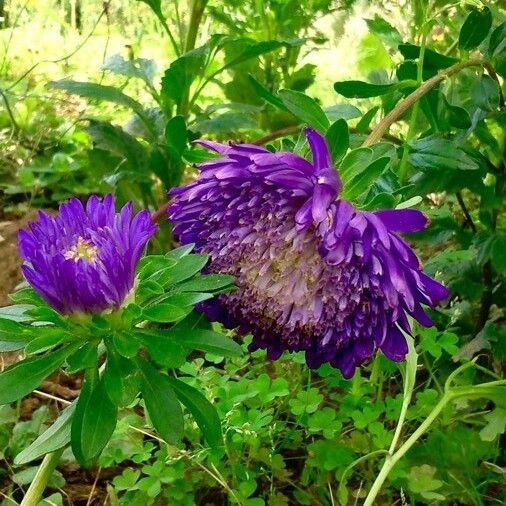 Callistephus chinensis Flor