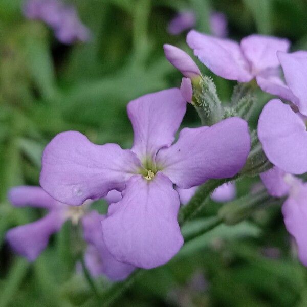 Matthiola maderensis പുഷ്പം