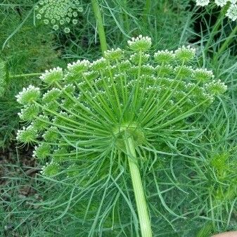 Visnaga daucoides Flower