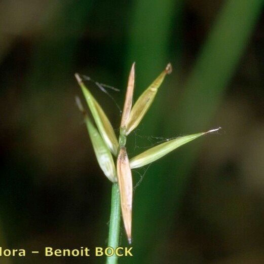 Carex pauciflora その他の提案