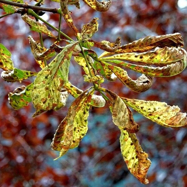 Aesculus hippocastanum Leaf