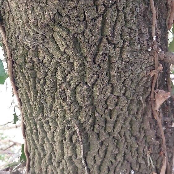 Buxus balearica 樹皮