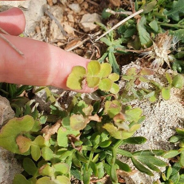 Hypericum elodes Leaf