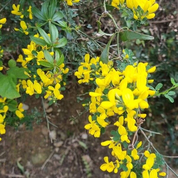 Cytisus spinosus Õis