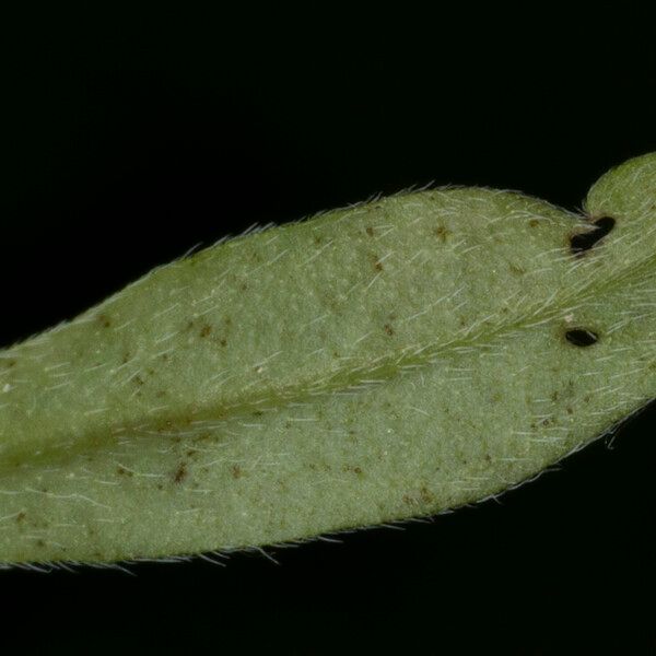 Myosotis scorpioides Leaf