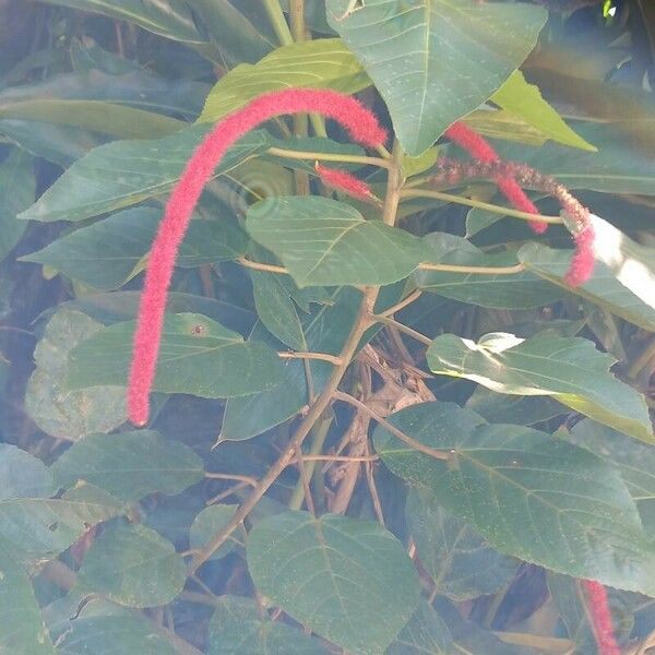 Acalypha hispida Õis