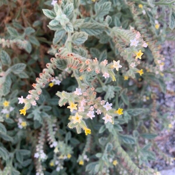 Heliotropium europaeum Blatt