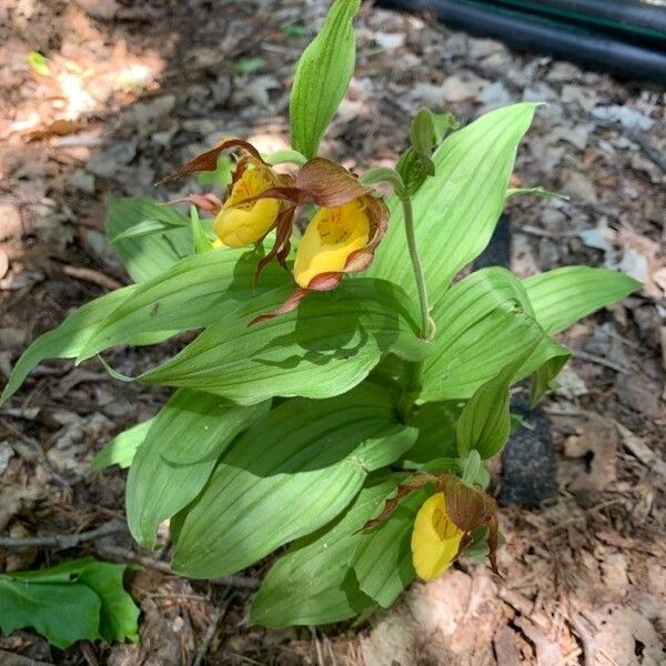 Cypripedium parviflorum Blomma