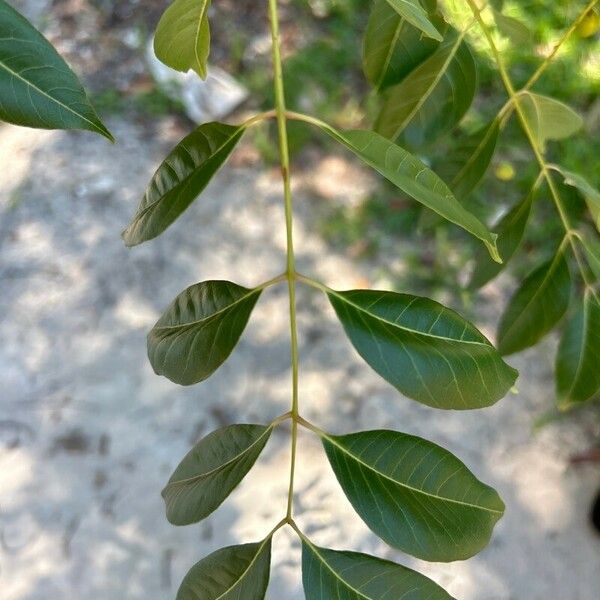 Toona ciliata Feuille