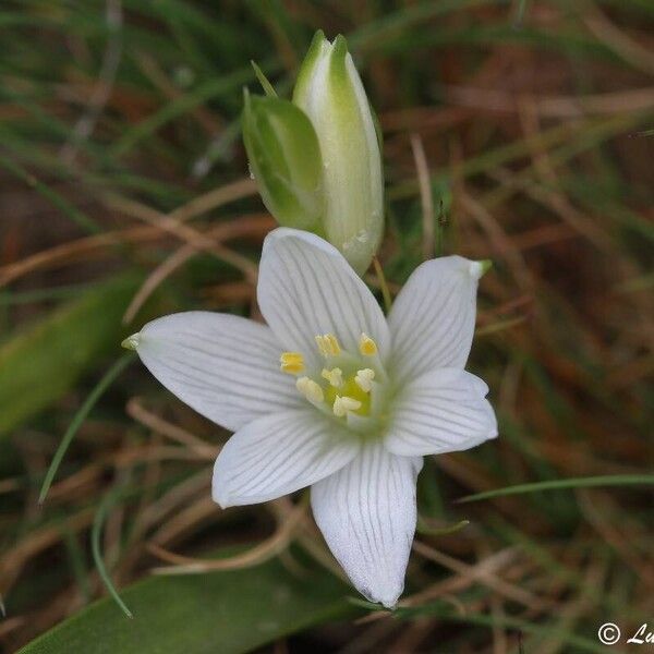 Ornithogalum broteroi Flower