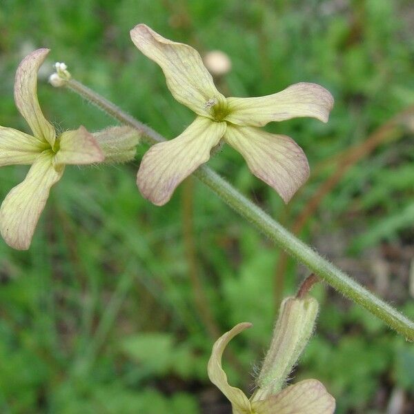 Hesperis laciniata Flower