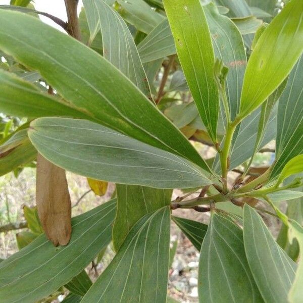 Acacia mangium برگ