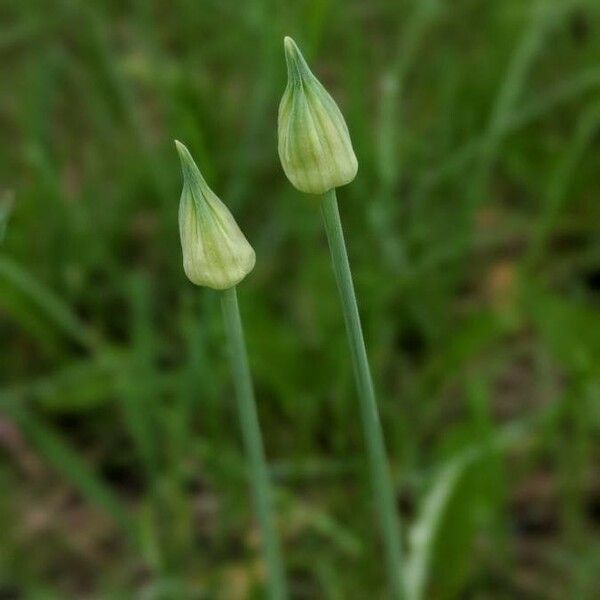 Allium canadense Flower