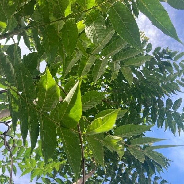 Ailanthus altissima Fuelha