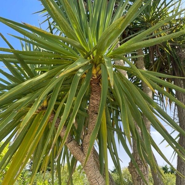 Cordyline australis Leht