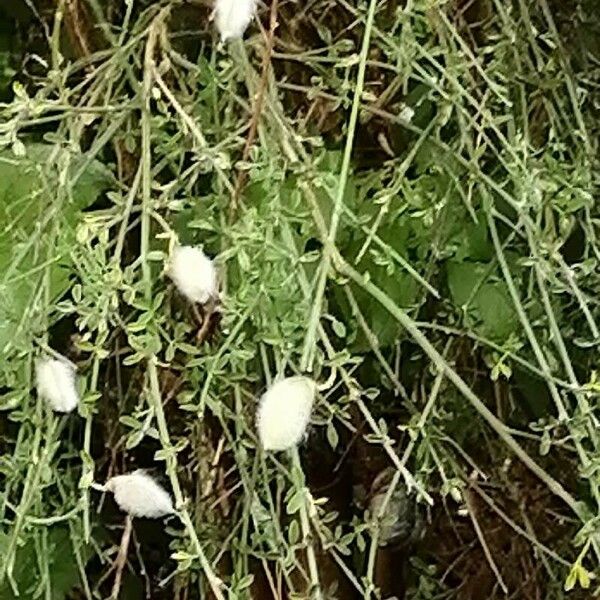 Cytisus striatus Ffrwyth