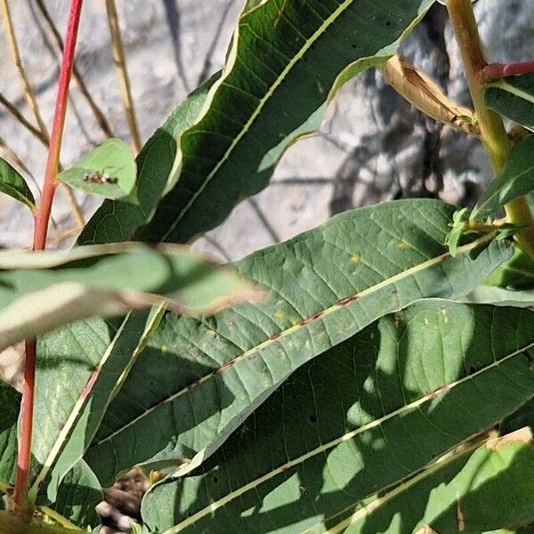 Epilobium angustifolium Leaf