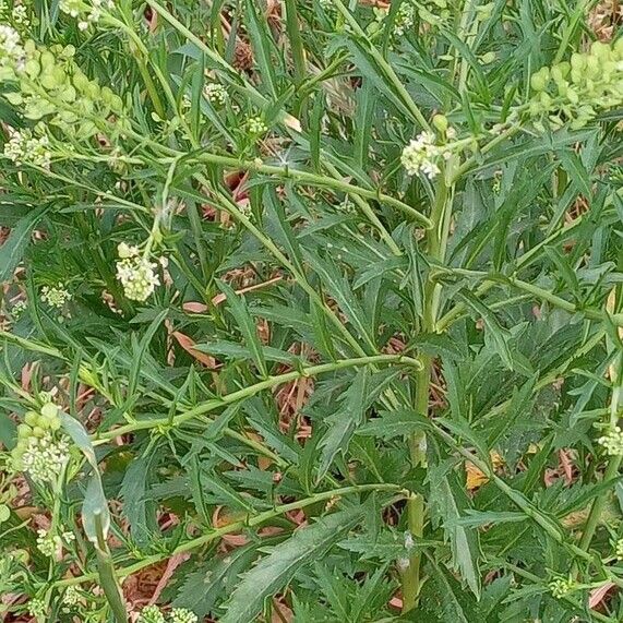 Lepidium virginicum Costuma