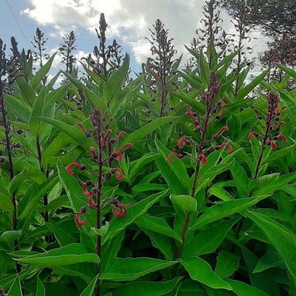 Lobelia tupa Flower