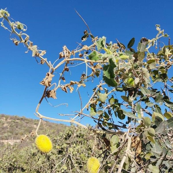 Cucumis dipsaceus Облик