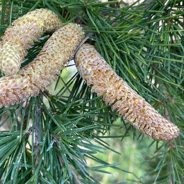 Cedrus deodara Frucht