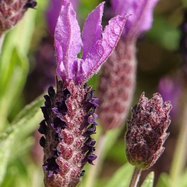 Lavandula stoechas Квітка