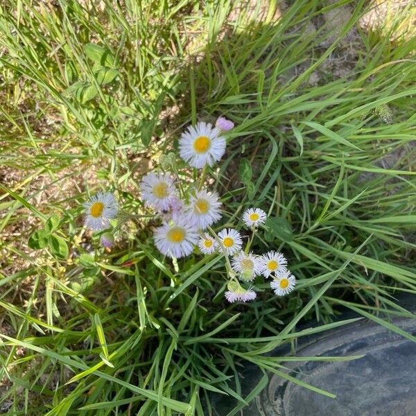 Erigeron glabellus Flor