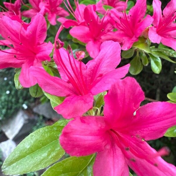 Rhododendron japonicum Flower