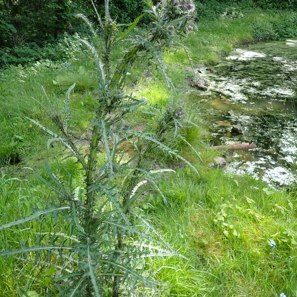 Cirsium palustre Habit