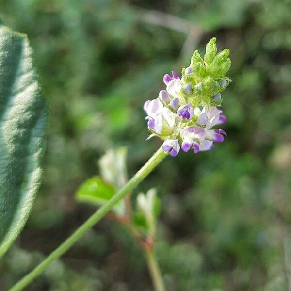 Cullen corylifolium Blüte