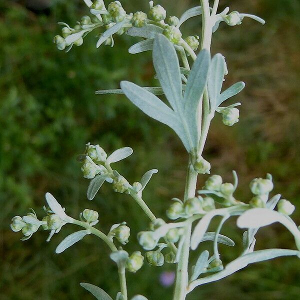 Artemisia absinthium خشب