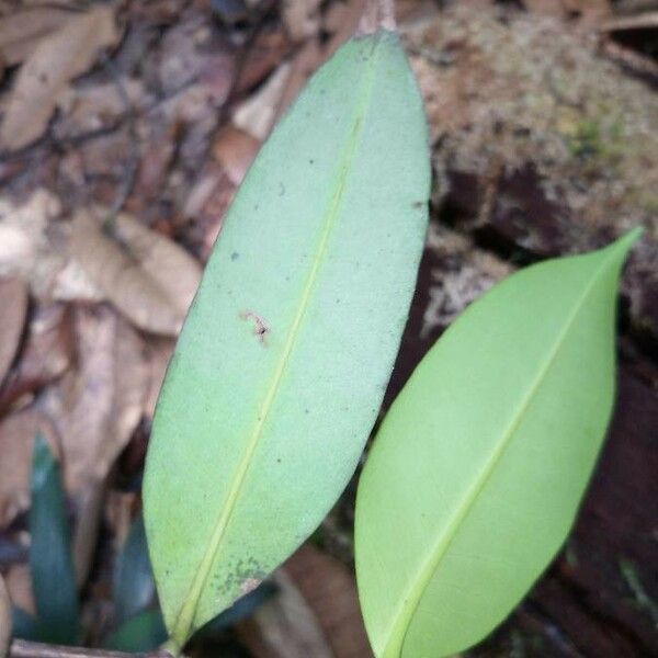 Mouriri huberi Blad