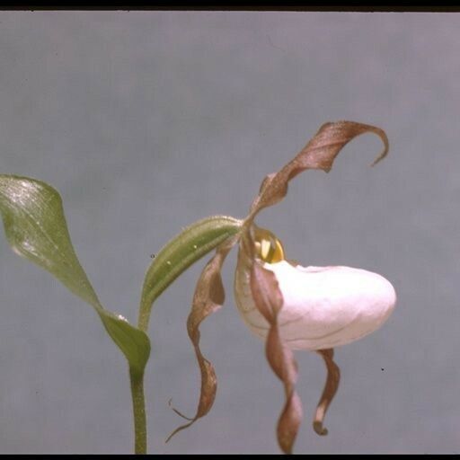 Cypripedium montanum Flower