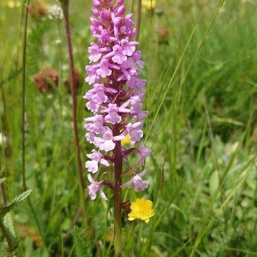 Gymnadenia conopsea Blüte