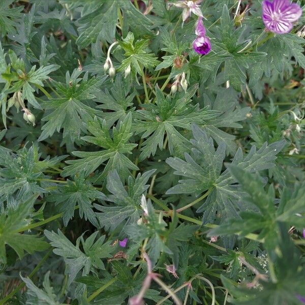 Geranium collinum ᱥᱟᱠᱟᱢ